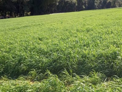 A aveia-preta (em destaque) é uma opção para o inverno, enquanto o painço se destaca no verão por seu ciclo rápido