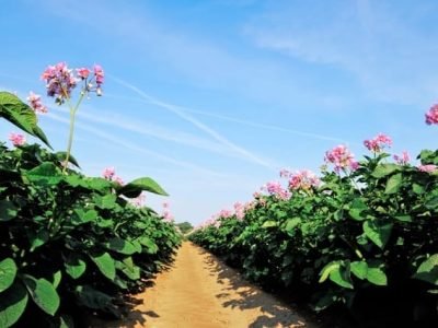 A forma de aplicação de Si depende da fonte que será utilizada e se esta será aplicada via foliar ou solo - Crédito Shutterstock