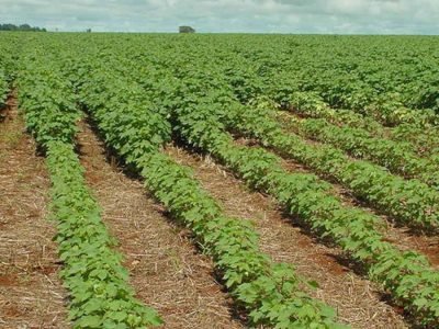 Algodão - Foto: Divulgação