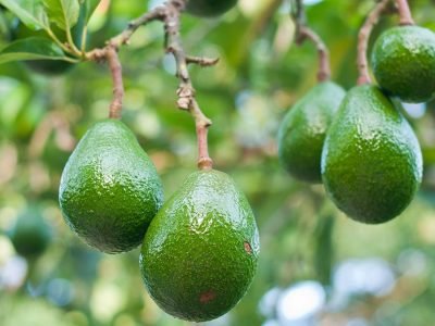 Abacate - Crédito: Shutterstock