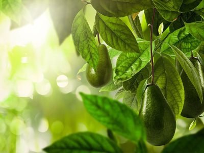 Abacate - Crédito: Shutterstock