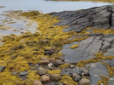 ACADIAN-Algas-marinhas-na-agricultura-importantes-aliadas-diante-dos-desafios-climaticos-Foto-Divulgacao-Telefone