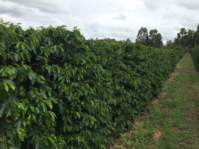 ACADIAN-Como-a-alga-marinha-pode-influenciar-a-producao-e-o-preco-do-cafe-foto-divulgacao (Pequeno)