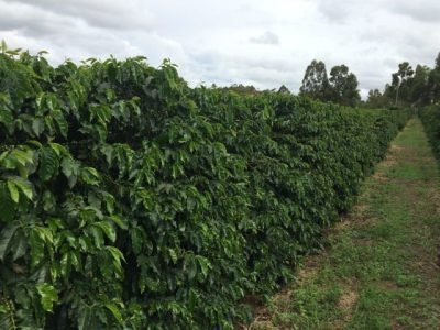 ACADIAN-Como-a-alga-marinha-pode-influenciar-a-producao-e-o-preco-do-cafe-foto-divulgacao (Pequeno)