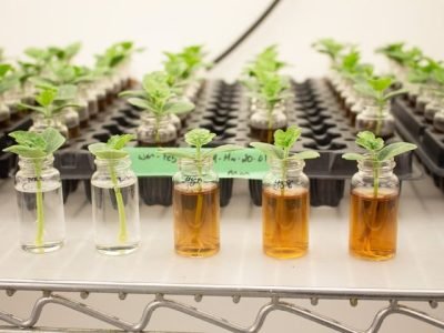 ACADIAN-Intensas-variacoes-climaticas-seja-com-estiagem-ou-chuvas-comprometem-a-saude-do-solo-A-resposta-esta-nas-biossolucoes-que-sao-eficazes-e-sustentaveis-Foto-Divulgacao (Pequeno)