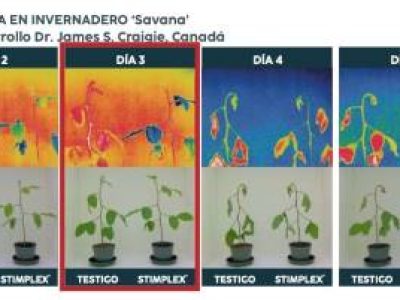 ACADIAN-Onda-de-calor-intenso-provoca-estresse-termico-em-frutas-e-hortalicas-Foto-Divulgacao (Telefone)