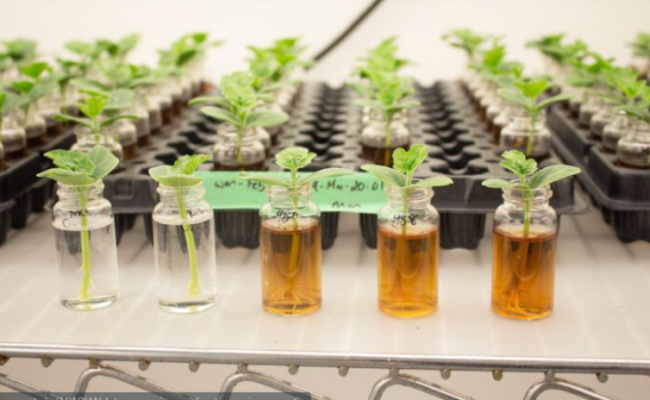 ACADIAN-producao-agricola-foto-divulgacao (Pequeno)