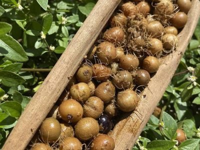 Açaí - Foto: Divulgação
