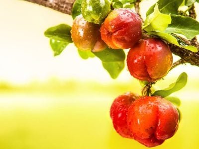Acerola - Crédito: Shutterstock
