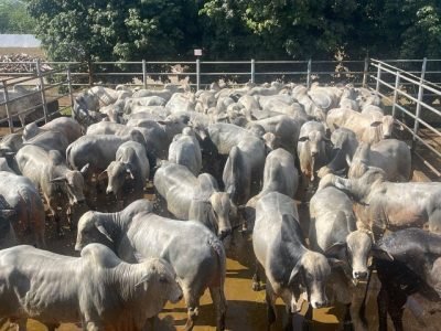 ACNB-Circuito-Nelore-de-Qualidade-avalia-485-animais-na-primeira-etapa-nacional-do-ano-em-Araguaina-TO-foto-divulgacao (Pequeno)