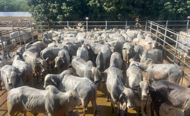 ACNB-Circuito-Nelore-de-Qualidade-avalia-485-animais-na-primeira-etapa-nacional-do-ano-em-Araguaina-TO-foto-divulgacao (Pequeno)