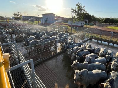 ACNB-Circuito-Nelore-de-Qualidade-avaliou-414-machos-na-etapa-realizada-em-Igarape-do-Meio-MA-foto-divulgacao