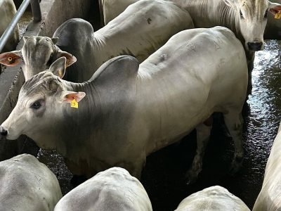 Avaliação de animais no Circuito Nelore de Qualidade em São Geraldo do Araguaia (PA)