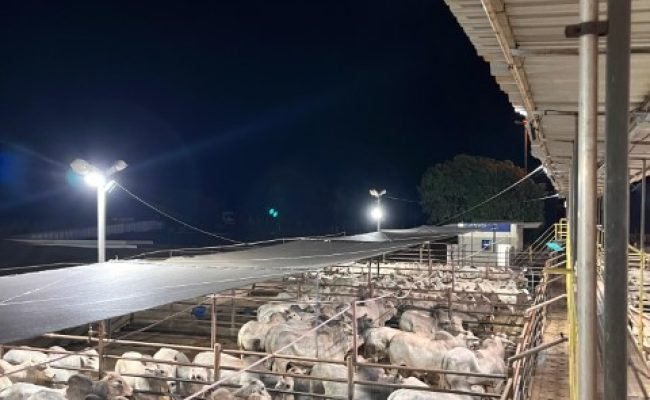 ACNB-Confira-os-resultados-da-etapa-de-Nova-Andradina-MS-do-Circuito-Nelore-de-Qualidade-2025-foto-divulgacao (Pequeno)