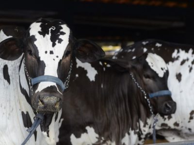 ACNB-Expoinel-Minas-2026-abre-o-calendario-de-exposicoes-Ouro-do-Ranking-Nacional-de-Nelore-foto-divulgacao-2 (Pequeno)