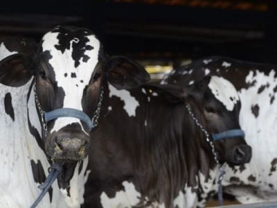 ACNB-Expoinel-Minas-2026-abre-o-calendario-de-exposicoes-Ouro-do-Ranking-Nacional-de-Nelore-foto-divulgacao-2 (Pequeno)