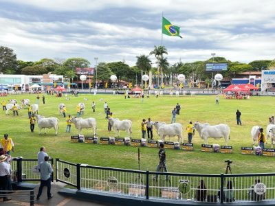 ACNB-Expoinel-em-Uberaba-encerrou-o-Ranking-Nacional-Nelore-com-mais-de-1000-animais-em-pista-Leiloes-faturaram-mais-de-R -60-milhoes-foto-divugacao-2 (Pequeno) ACNB-Expoinel-em-Uberaba-encerrou-o-Ranking-Nacional-Nelore-com-mais-de-1000-animais-em-pista-Leiloes-faturaram-mais-de-R -60-milhoes-foto-divugacao-2 (Pequeno)
