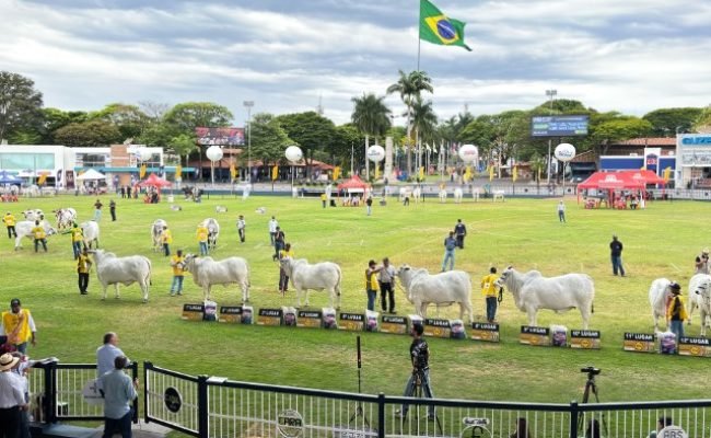 ACNB-Expoinel-em-Uberaba-encerrou-o-Ranking-Nacional-Nelore-com-mais-de-1000-animais-em-pista-Leiloes-faturaram-mais-de-R$-60-milhoes-foto-divugacao-2 (Pequeno)