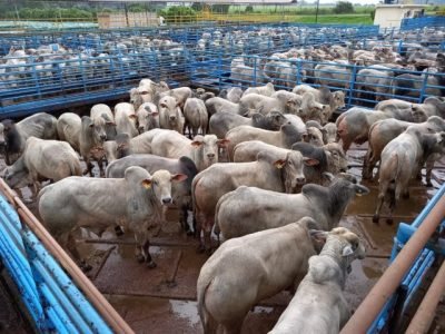 ACNB-Navirai-MS-recebeu-950-animais-para-avaliacoes-do-Circuito-Nelore-de-Qualidade-2023-foto-divulgacao (Pequeno)