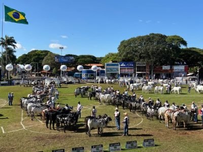 ACNB-Nelore-leva-a-90-Expozebu-mais-de-1.140-animais-foto-divulgacao-1 (Pequeno)