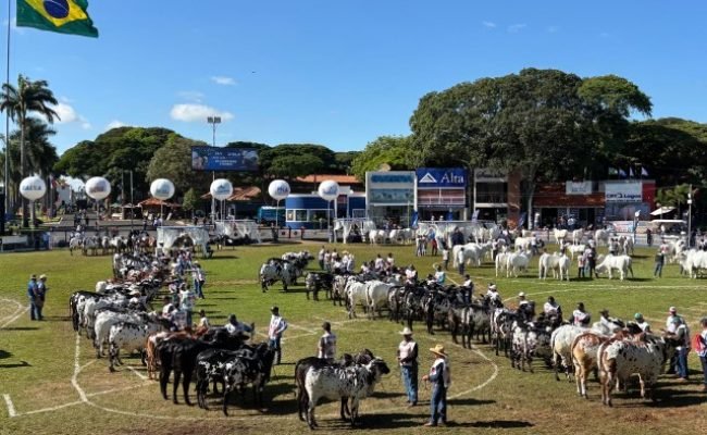 ACNB-Nelore-leva-a-90-Expozebu-mais-de-1.140-animais-foto-divulgacao-1 (Pequeno)