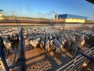 ACNB-Pontes-e-Lacerda-MT-recebe-mais-de-mil-animai- em-etapa-do-Circuito-Nelore-de-Qualidad