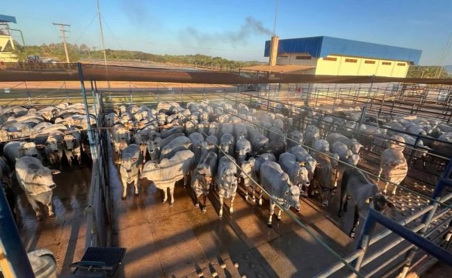 ACNB-Pontes-e-Lacerda-MT-recebe-mais-de-mil-animai- em-etapa-do-Circuito-Nelore-de-Qualidad