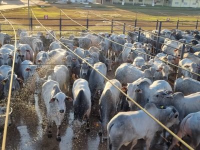 ACNB-Pontes-e-Lacerda-MT-recebeu-1121-animais-para-avaliacao-na-3-etapa-nacional-do-Circuito-Nelore-de-Qualidade-2023-foto-divulgacao