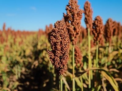 ADVANTA-Plantacao-de-sorgo-Credito-Divulgacao-1
