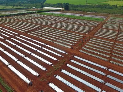 AGRISTAR-NOVO-CAMPO-2020-1007-