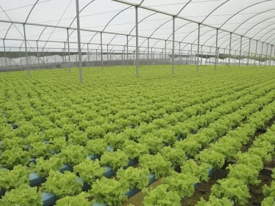 Alface - Crédito: Eduardo Miyayaciki