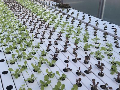 O primeiro passo a caminho da escolha das melhores sementes é a definição da variedade - Crédito: Ricardo Rotta