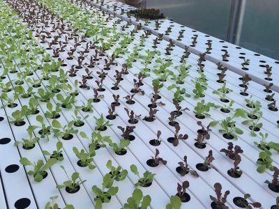 O primeiro passo a caminho da escolha das melhores sementes é a definição da variedade - Crédito: Ricardo Rotta