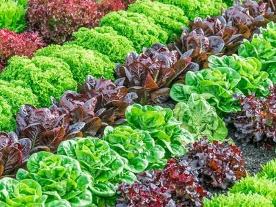 Alface - Créditos: shurtterstock