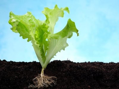 Alface - Crédito Shutterstock