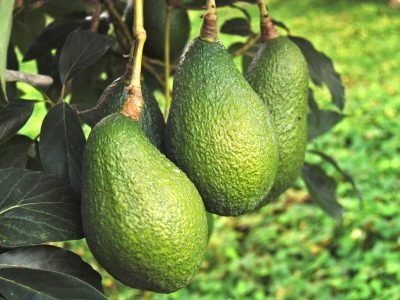 Fruta - Abacate - Crédito: shutterstock