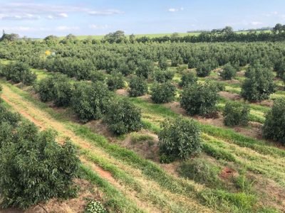 Plantação de abacate - Crédito: Adrielle Teodoro