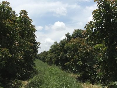 Abacate - Crédito Ana Maria Diniz