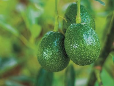 Abacate - Crédito: Shutterstock