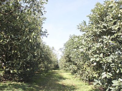 Abacate - Crédito: Adrielle Teodoro