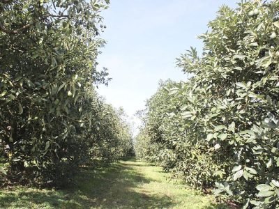 Abacate - Crédito: Adrielle Teodoro