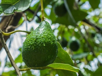 Abacate Avocado - Crédito Shutterstock