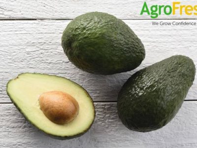 Abacates - Foto: Divulgação