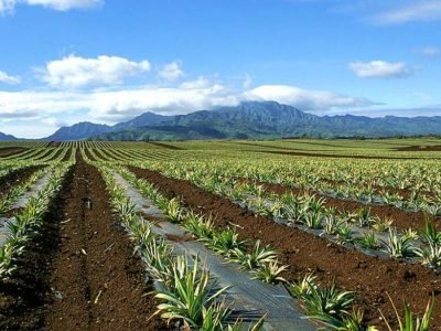 Abacaxi - Crédito: Waldir dos Santos