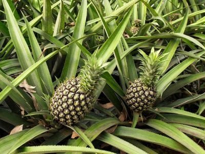 Abacaxi - Crédito: shutterstock