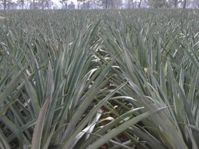 Lavoura de abacaxi pérola