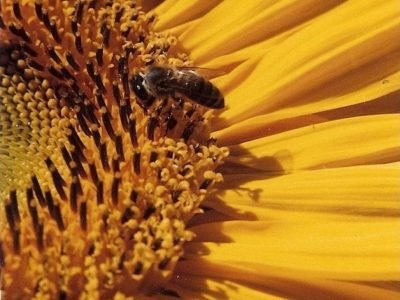 Abelha-01-Crédito-Radamés-Zovaro-10.12-02-2016-854x1024