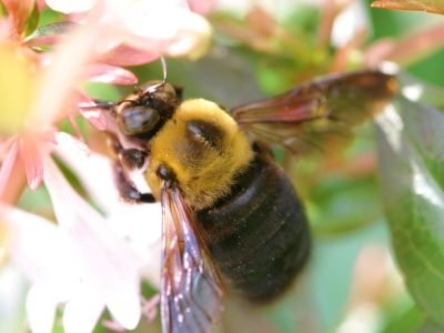 Abelha - Crédito Internet