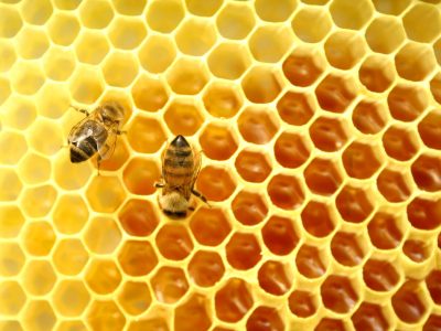 Colmeia sendo manejada em um projeto de apicultura sustentável