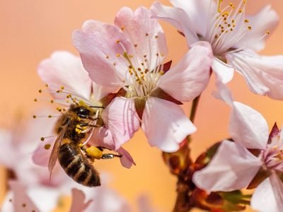 Abelha - Foto: Divulgação